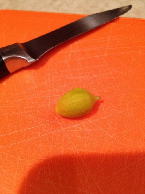 Mini Lemon (3 pics)
