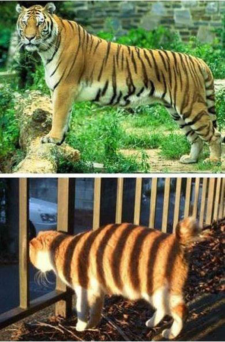 Almost Nailed It (38 pics)