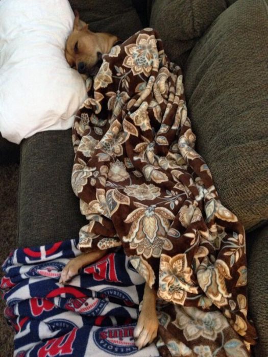 Cute Animals (49 pics)