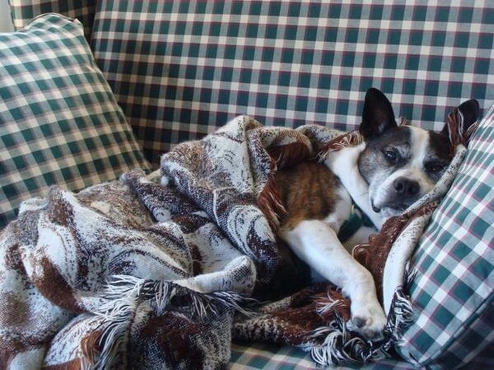 Cute Animals (49 pics)