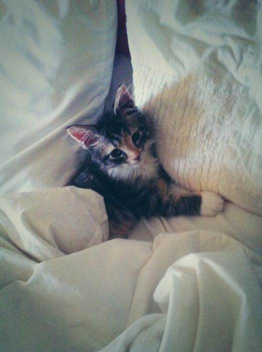 Cute Animals (49 pics)
