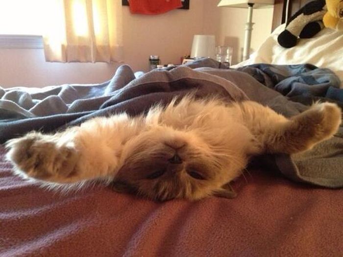 Cute Animals (49 pics)