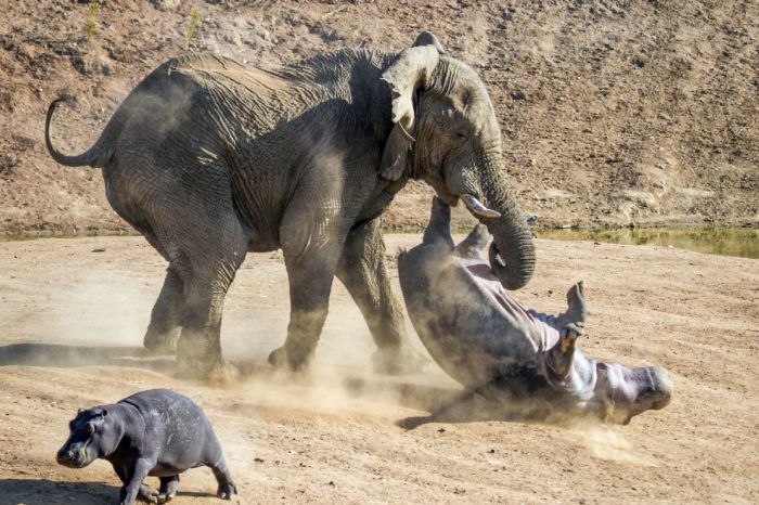 Elephant Attacks a Hippo Mom (10 pics)