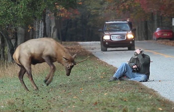 Elk Attacks a Photographer (6 pics)