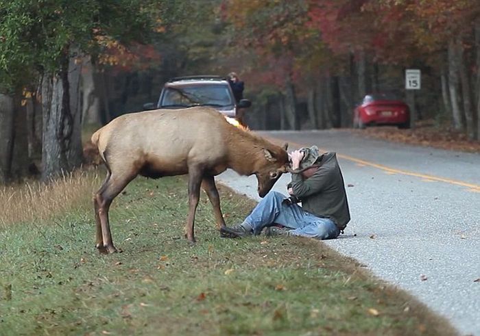 Elk Attacks a Photographer (6 pics)