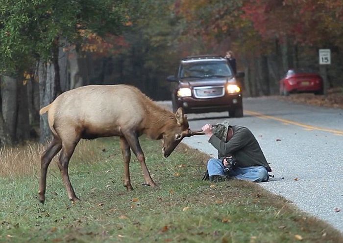 Elk Attacks a Photographer (6 pics)