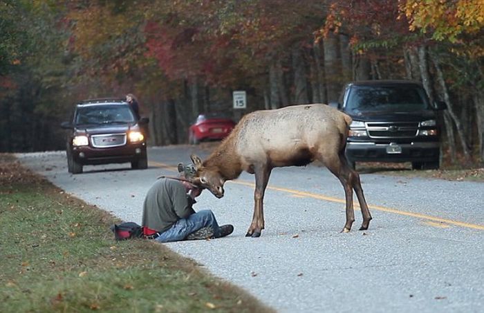 Elk Attacks a Photographer (6 pics)