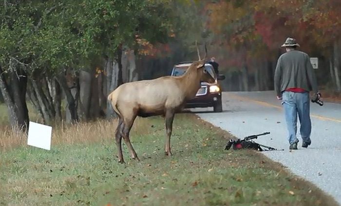 Elk Attacks a Photographer (6 pics)