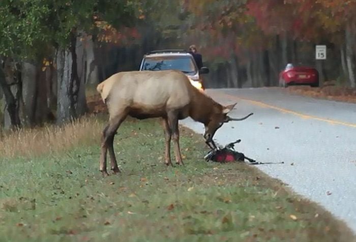 Elk Attacks a Photographer (6 pics)