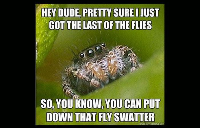 Misunderstood Spider Meme (16 pics)
