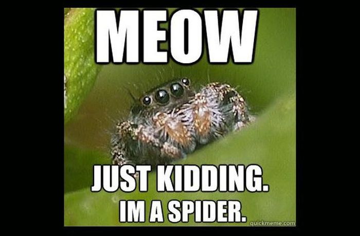 Misunderstood Spider Meme (16 pics)