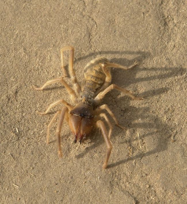 Camel Spiders (20 pics)