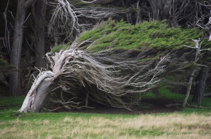 Trees Shaped into Beautiful Form by Winds (17 pics)