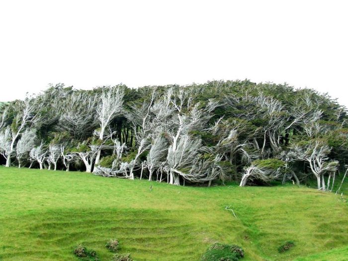 Trees Shaped into Beautiful Form by Winds (17 pics)