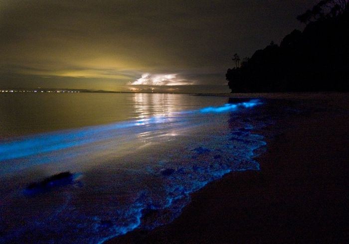Bioluminescence (27 pics)