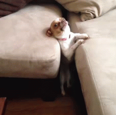 Funny Dogs (41 pics)