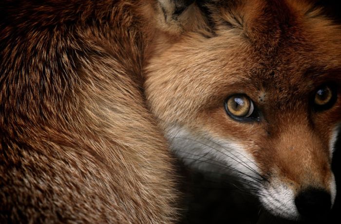 National Geographic Photo Contest 2013 (39 pics)