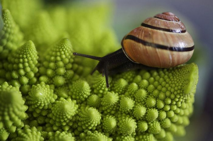 National Geographic Photo Contest 2013 (39 pics)