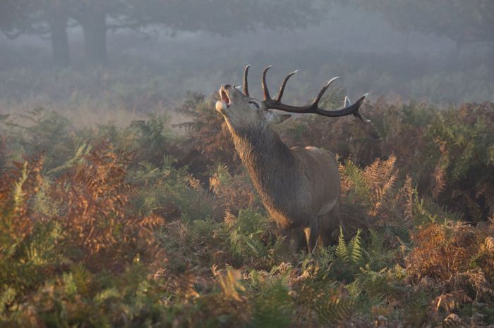 National Geographic Photo Contest 2013 (39 pics)