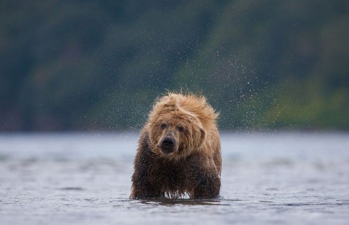 National Geographic Photo Contest 2013 (39 pics)