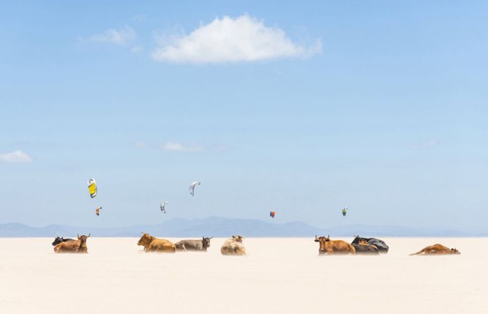 National Geographic Photo Contest 2013 (39 pics)