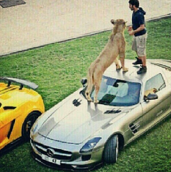 The Rich Guys With Lions (36 pics + video)