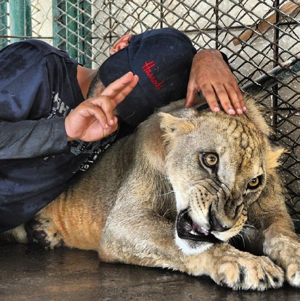 The Rich Guys With Lions (36 pics + video)