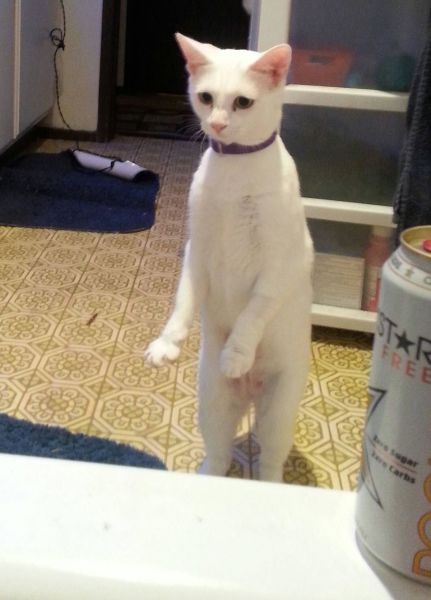 Acid Picdump (102 pics)