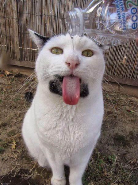 Acid Picdump (102 pics)