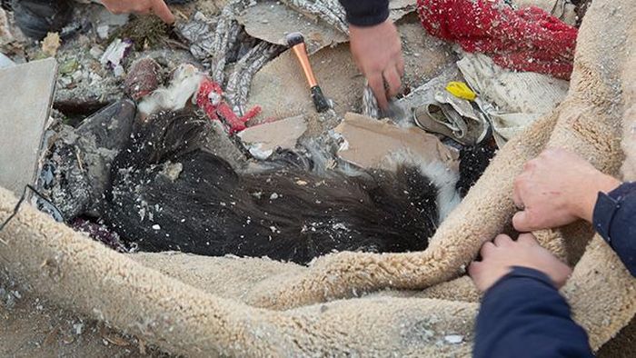 Man Finds His Dog after Illinois Tornado (9 pics)