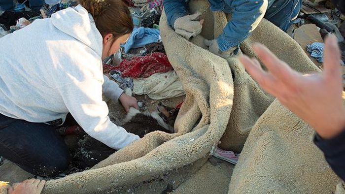 Man Finds His Dog after Illinois Tornado (9 pics)
