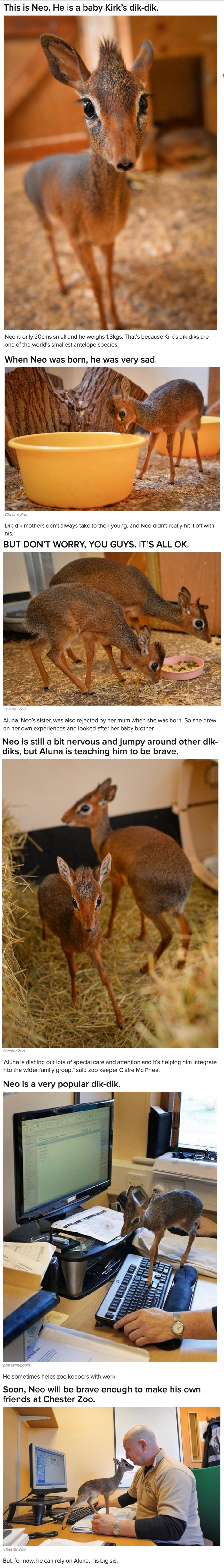 Incredible Story of Neo the Tiny Antelope