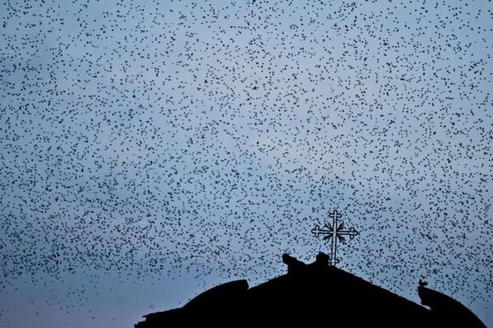 Starlings Occupy Rome (12 pics)