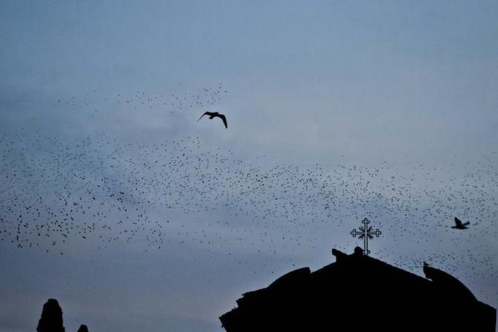 Starlings Occupy Rome (12 pics)