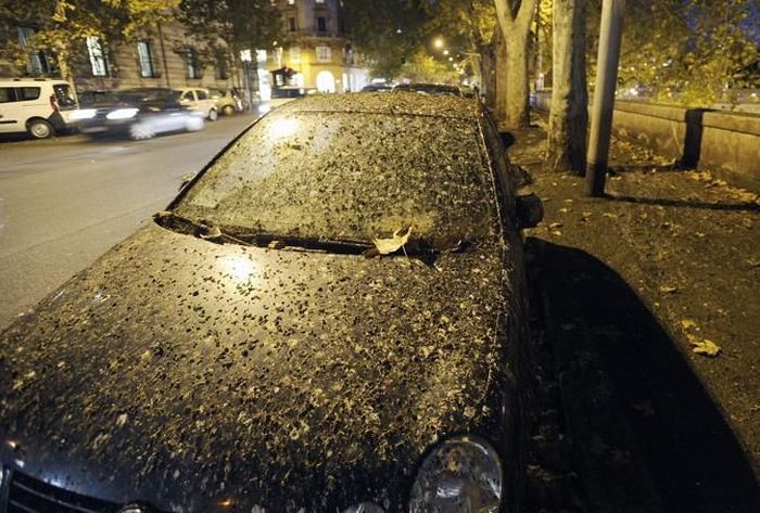 Starlings Occupy Rome (12 pics)