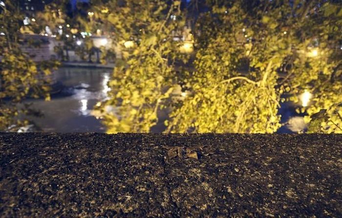 Starlings Occupy Rome (12 pics)