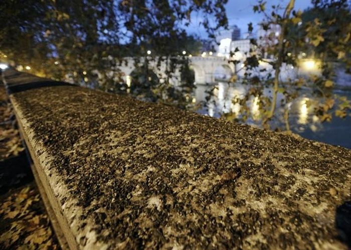 Starlings Occupy Rome (12 pics)