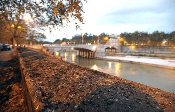 Starlings Occupy Rome (12 pics)