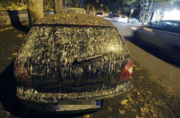 Starlings Occupy Rome (12 pics)