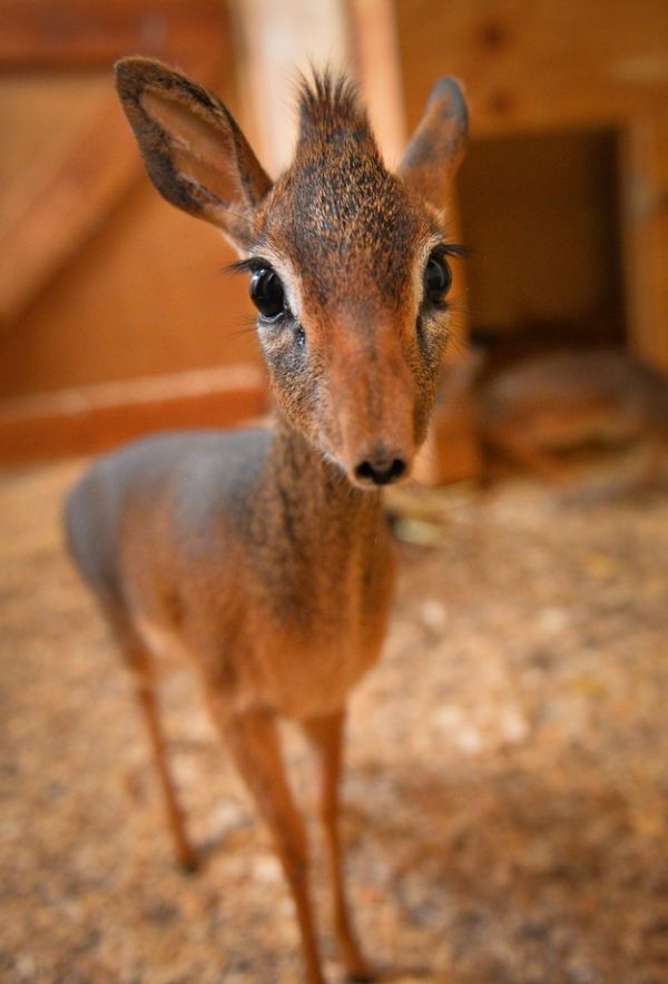 Neo the Tiny Antelope (4 pics)