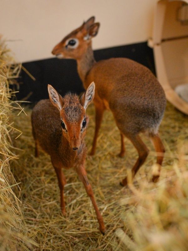 Neo the Tiny Antelope (4 pics)