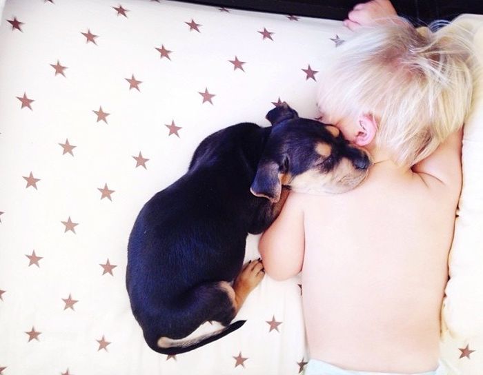 A Toddler and a Puppy Take a Nap (15 pics)