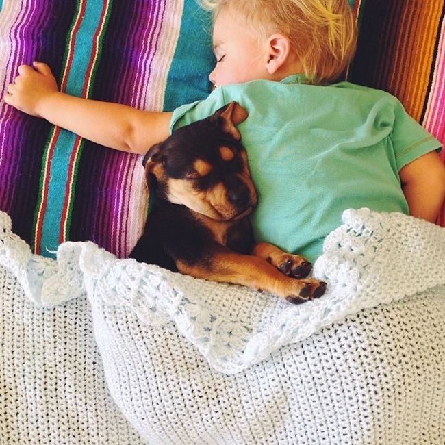 A Toddler and a Puppy Take a Nap (15 pics)
