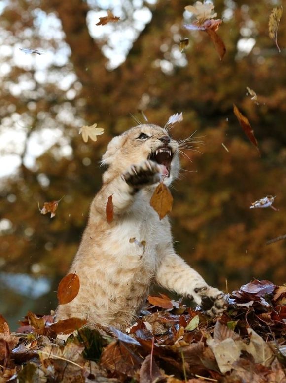Lion Cub Playing in Leaves (6 pics)