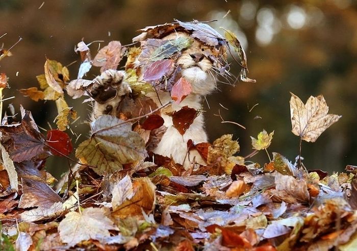 Lion Cub Playing in Leaves (6 pics)
