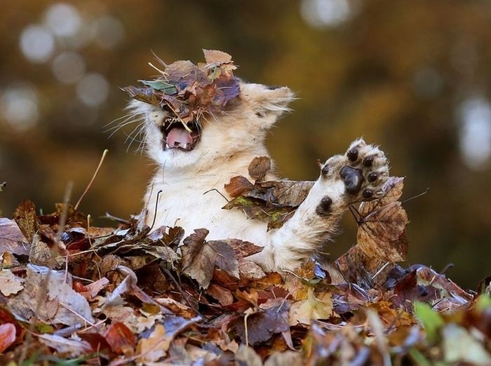 Lion Cub Playing in Leaves (6 pics)