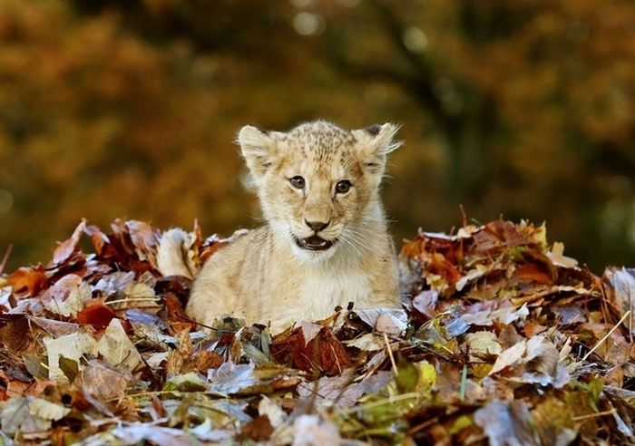 Lion Cub Playing in Leaves (6 pics)