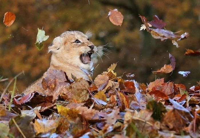 Lion Cub Playing in Leaves (6 pics)