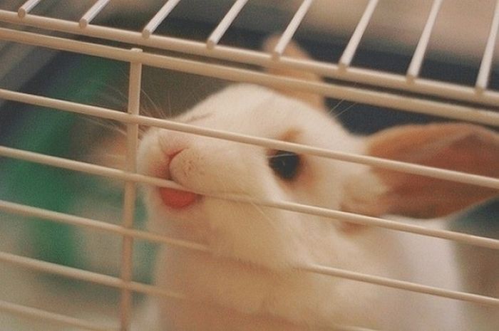 Photos of Bunny Tongues (21 pics)