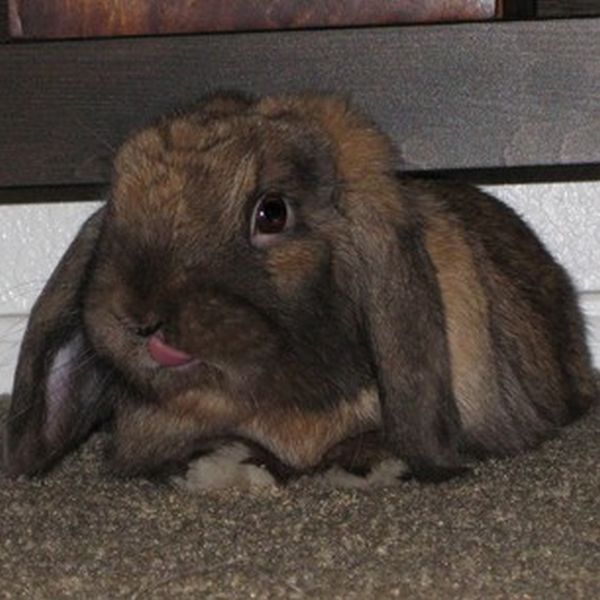 Photos of Bunny Tongues (21 pics)